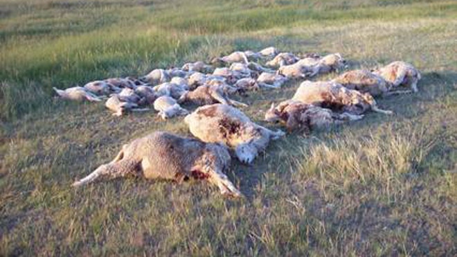 MT grizzly take of sheep.jpg
